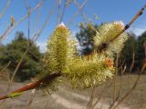 Salix vinogradovii. Мужские соцветия. Украина, г. Запорожье, центральная часть о-ва Хортица. 06.04.2013.