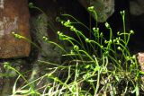 Asplenium septentrionale. Растение с молодыми вайями. Южный Берег Крыма, северный склон горы Аю-Даг. 14 апреля 2012 г.
