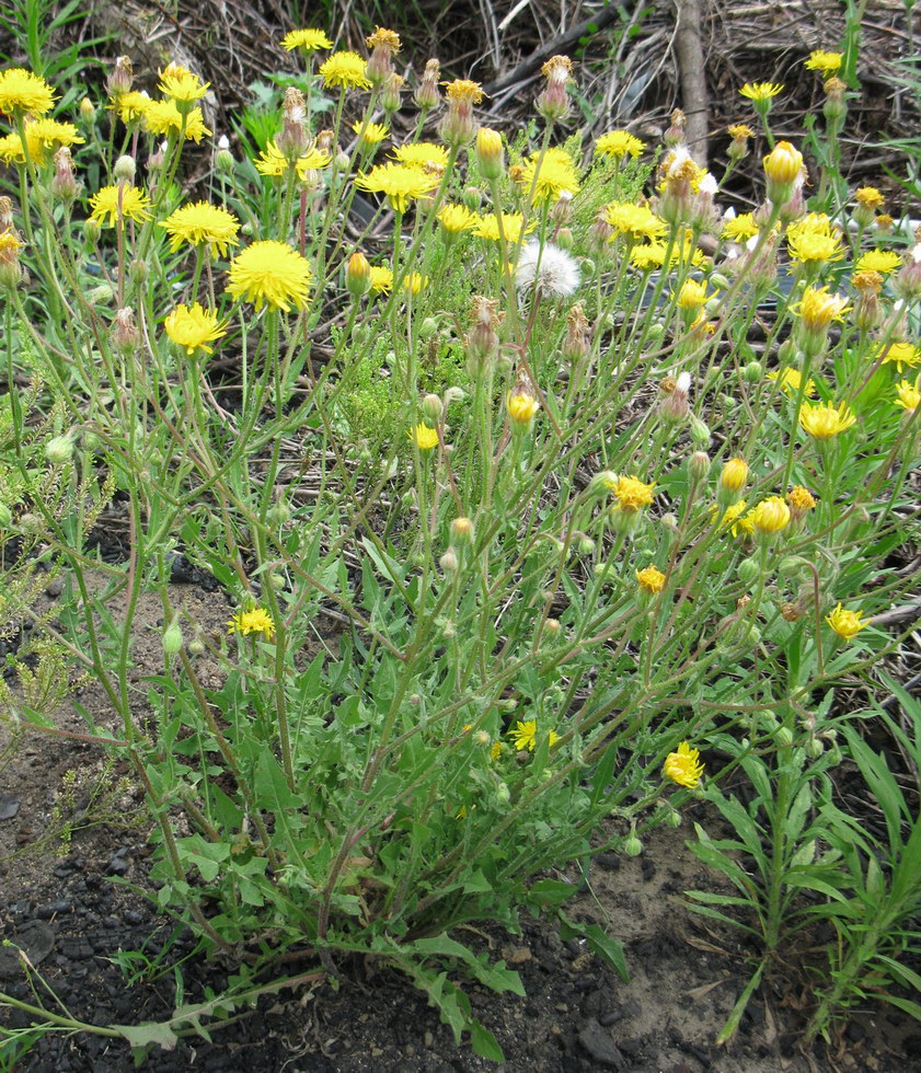 Изображение особи Crepis rhoeadifolia.