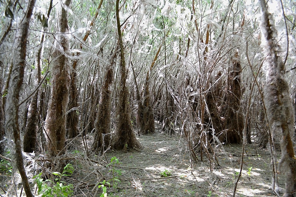 Image of Salix triandra specimen.