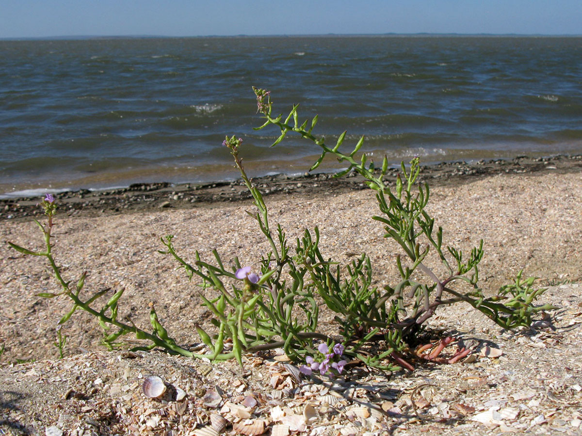 Image of Cakile euxina specimen.