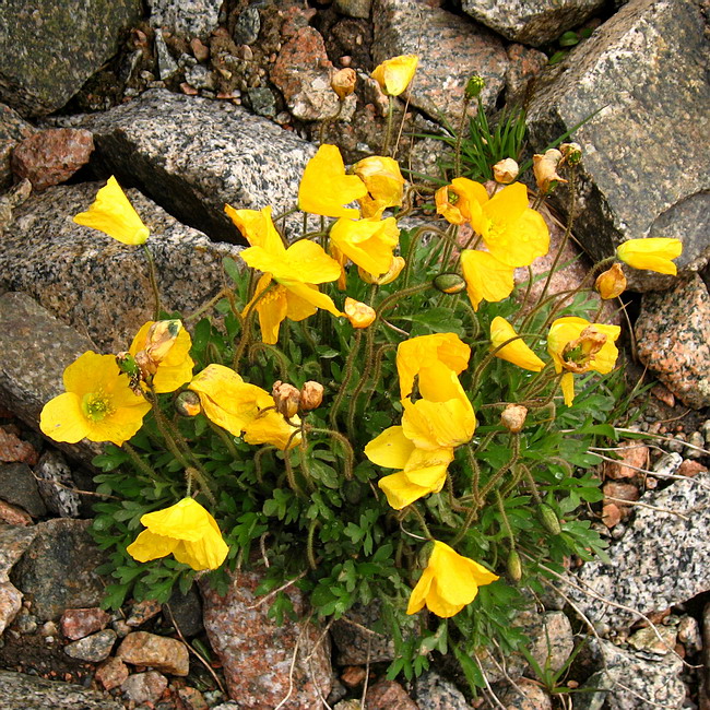 Image of Papaver croceum specimen.