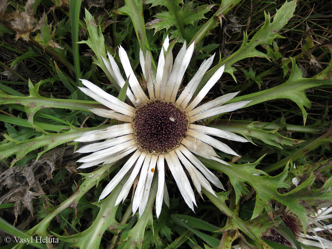 Image of Carlina acaulis specimen.