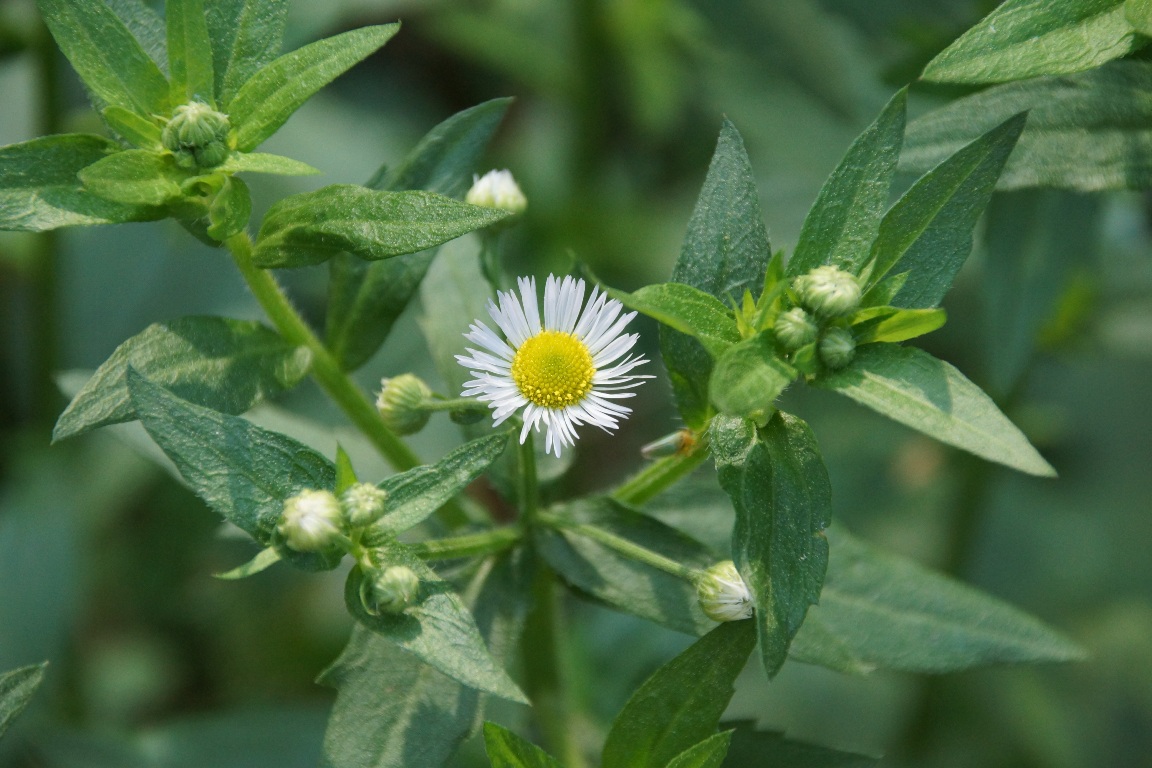 Image of Erigeron annuus specimen.