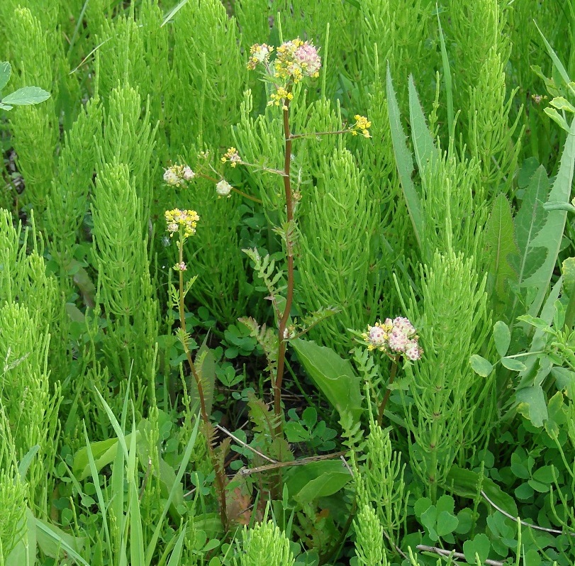 Image of Rorippa palustris specimen.