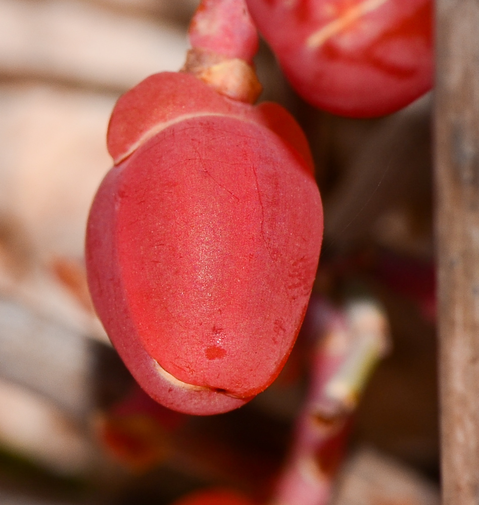 Image of Ephedra foeminea specimen.