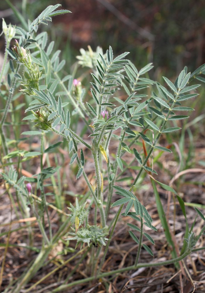 Изображение особи Onobrychis crista-galli.