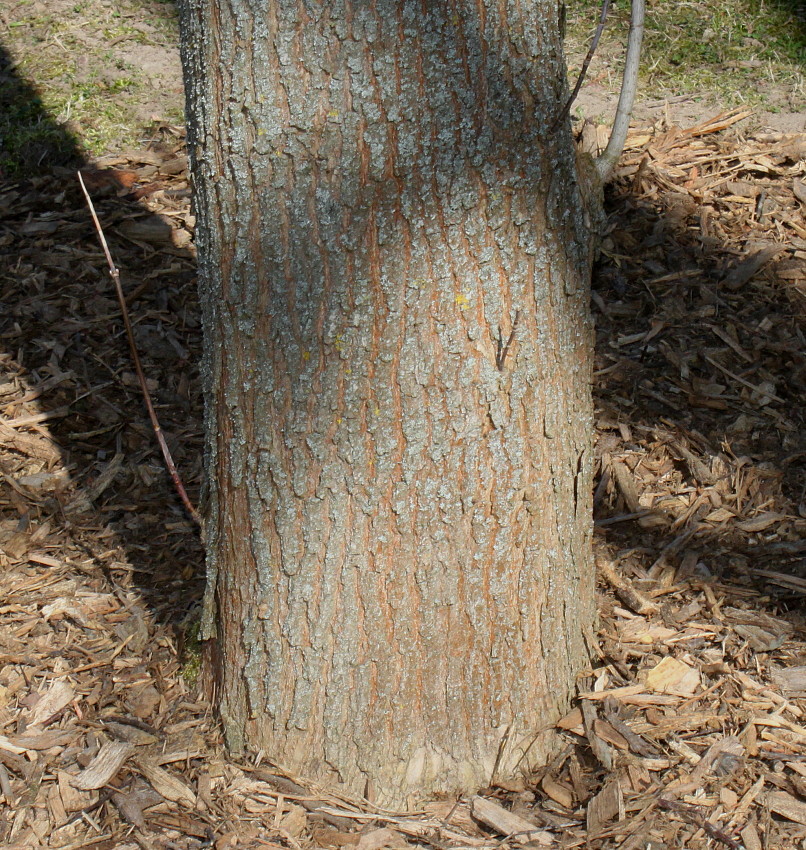 Image of Acer negundo specimen.