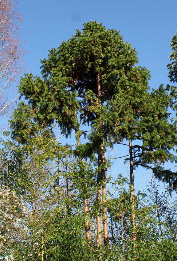 Image of Cunninghamia lanceolata specimen.