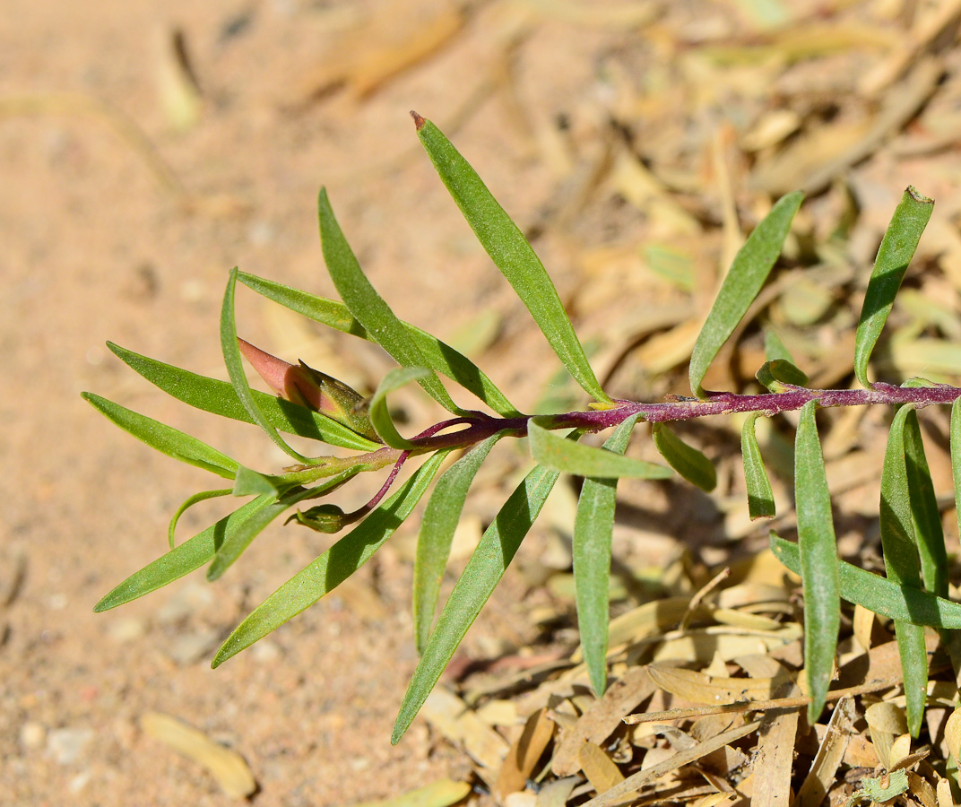 Image of Eremophila maculata specimen.