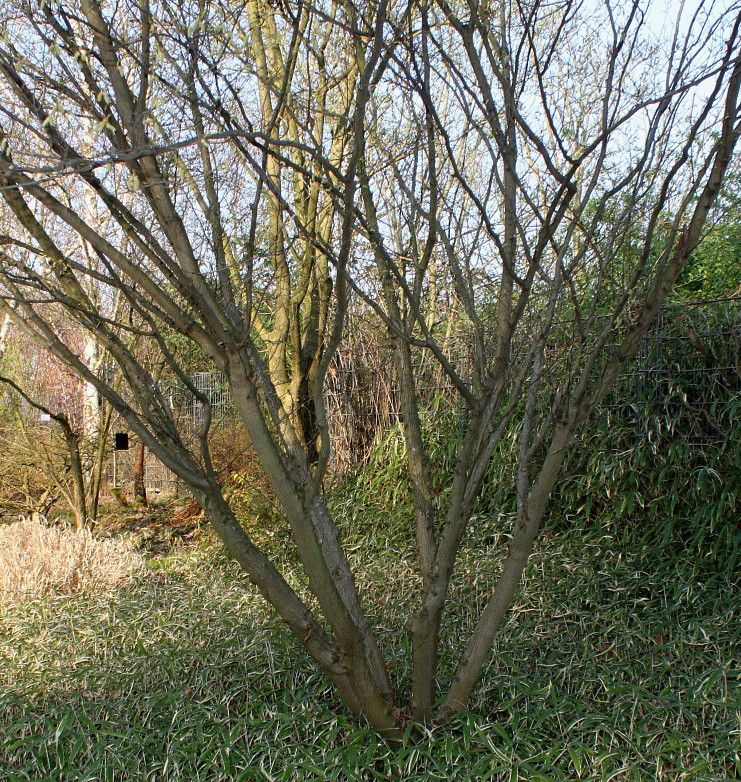 Image of Carpinus japonica specimen.