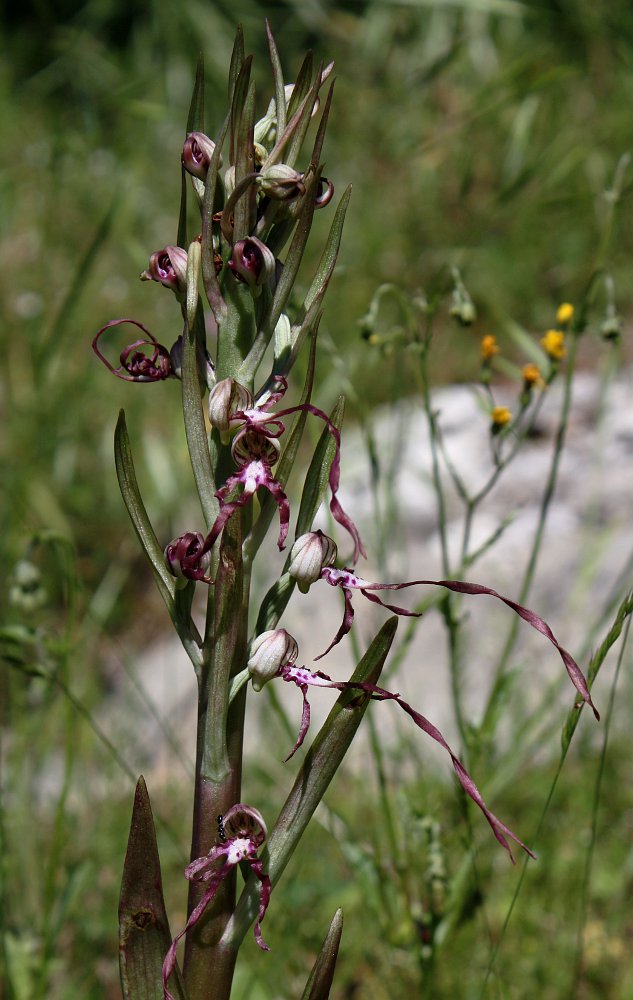 Image of Himantoglossum adriaticum specimen.