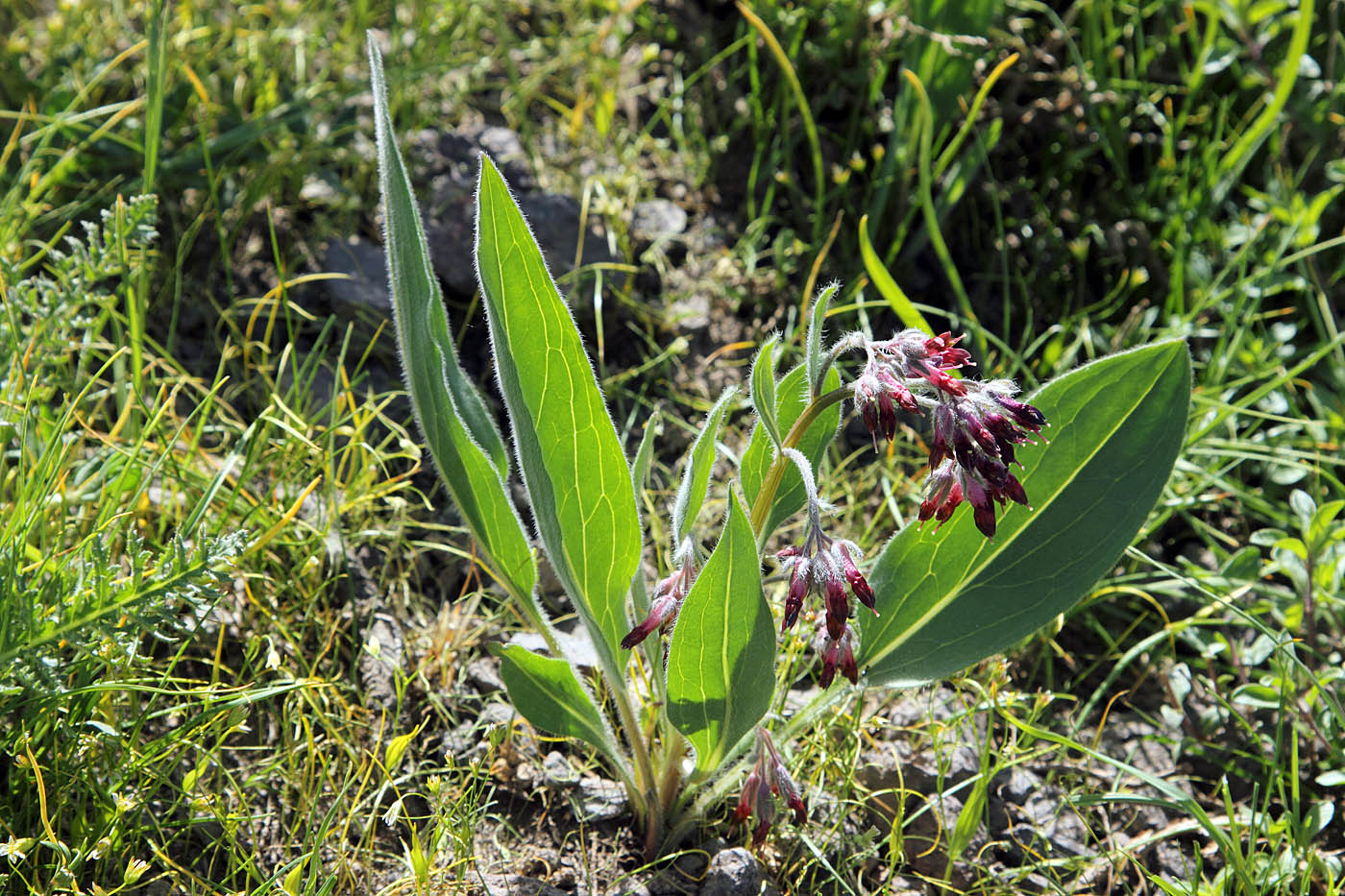 Image of Rindera oblongifolia specimen.