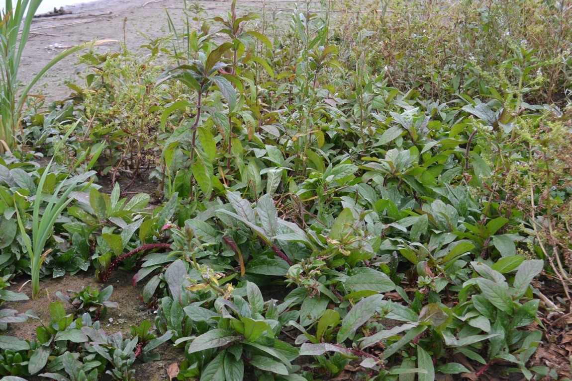 Image of Veronica anagallis-aquatica specimen.