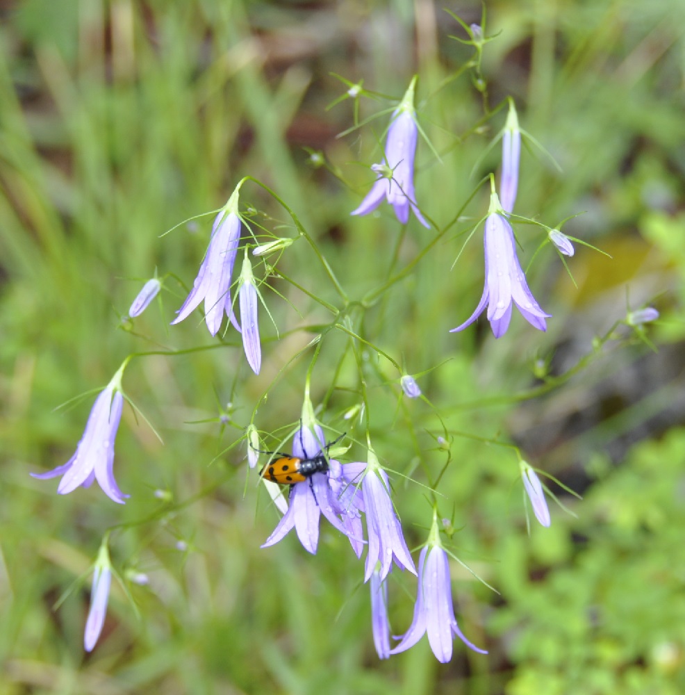 Image of Campanula sparsa specimen.