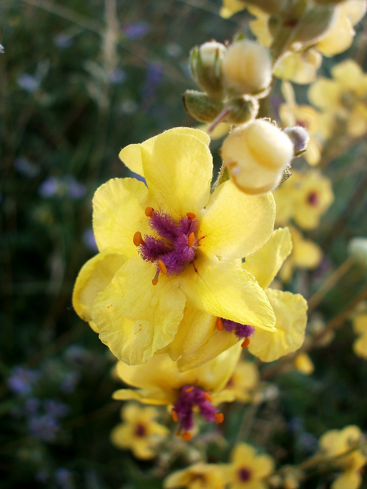 Изображение особи Verbascum marschallianum.