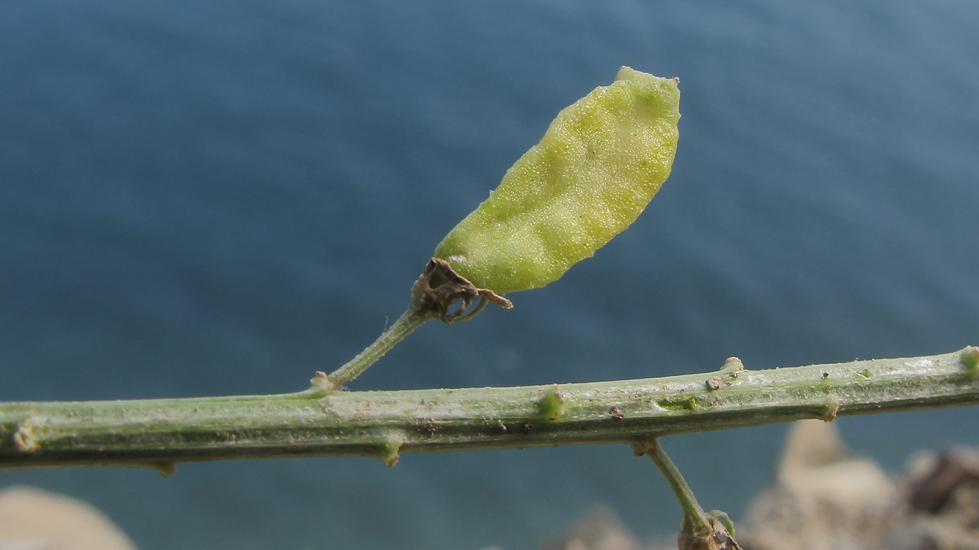 Image of Reseda lutea specimen.