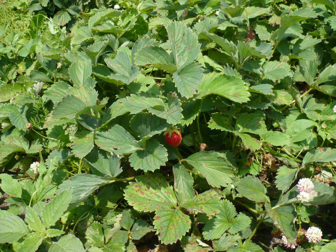 Image of Fragaria &times; ananassa specimen.