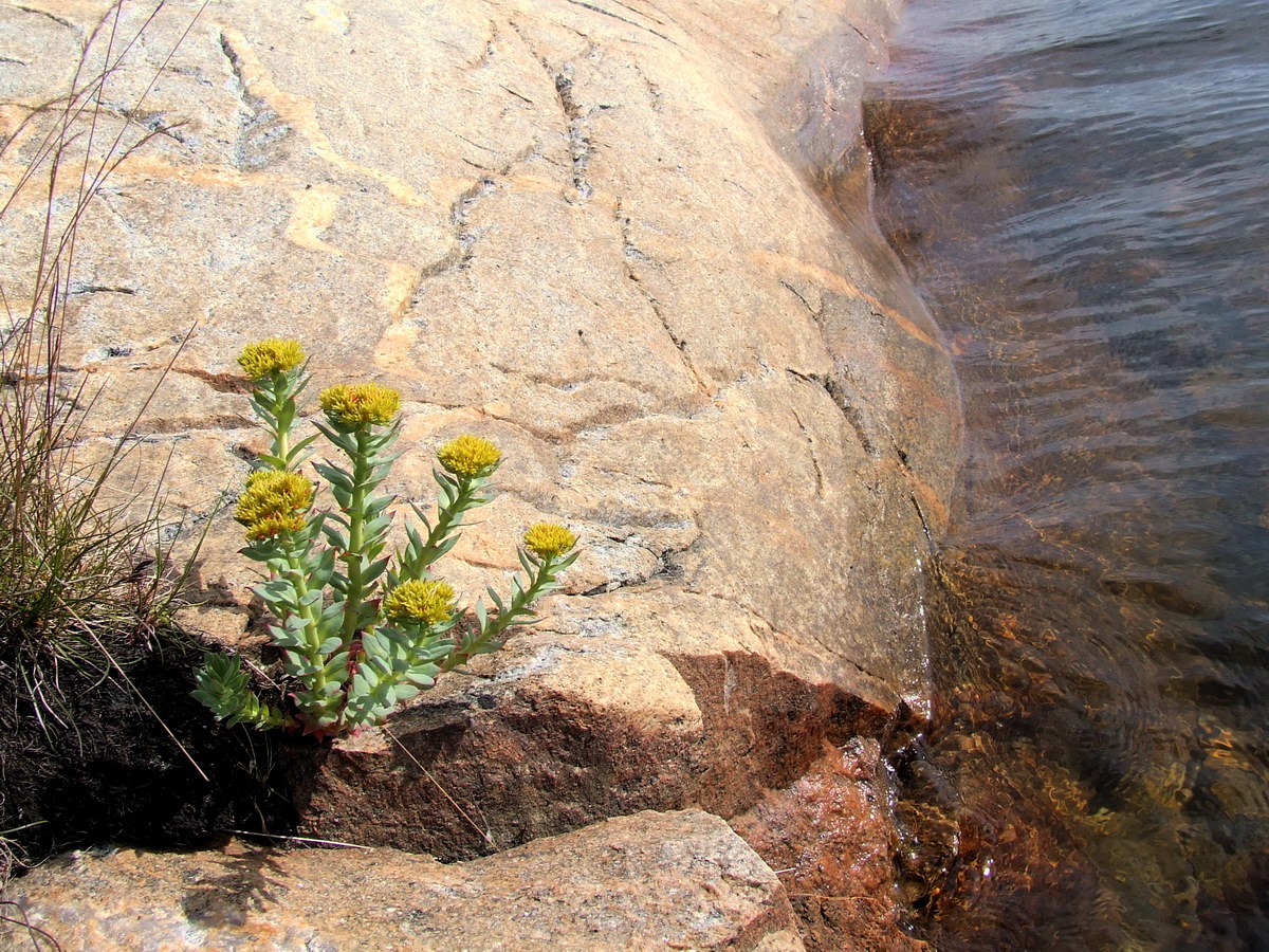 Изображение особи Rhodiola rosea.