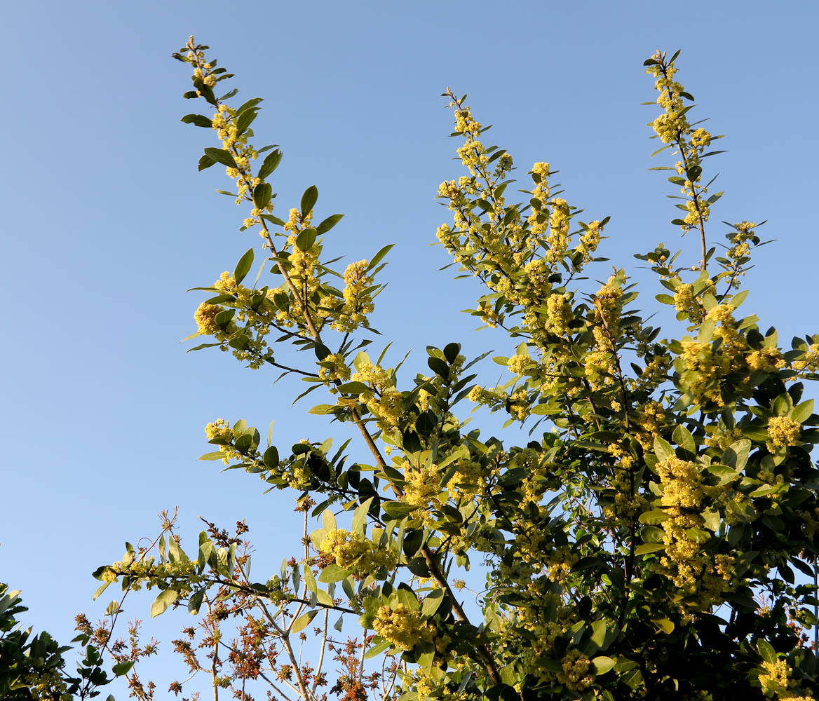 Изображение особи Laurus nobilis.