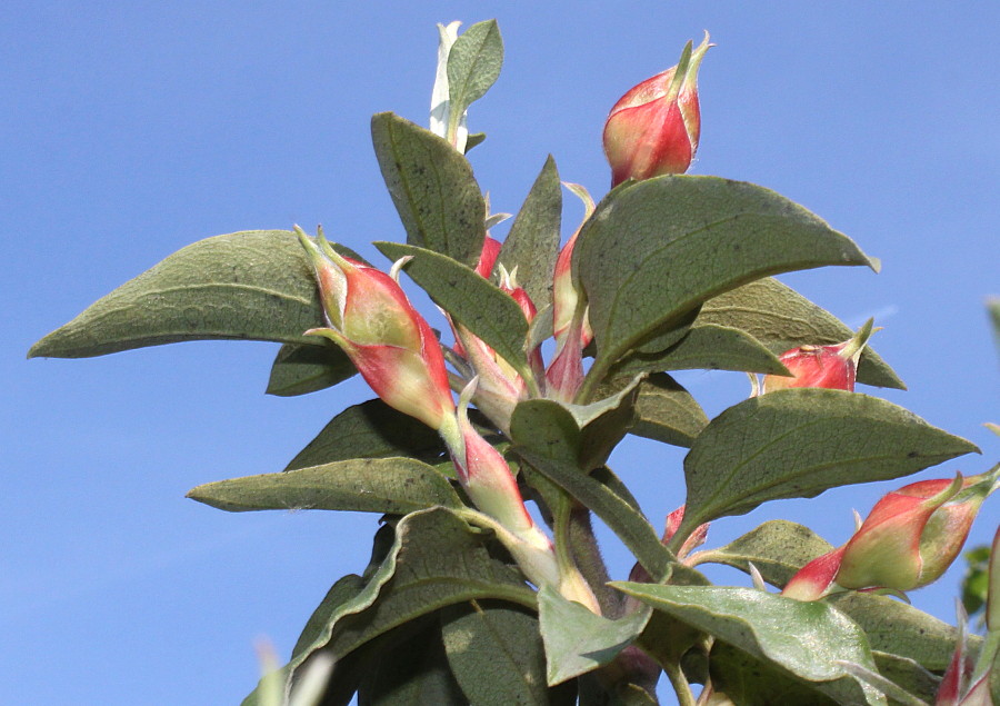 Image of Cistus laurifolius specimen.