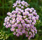 Achillea millefolium