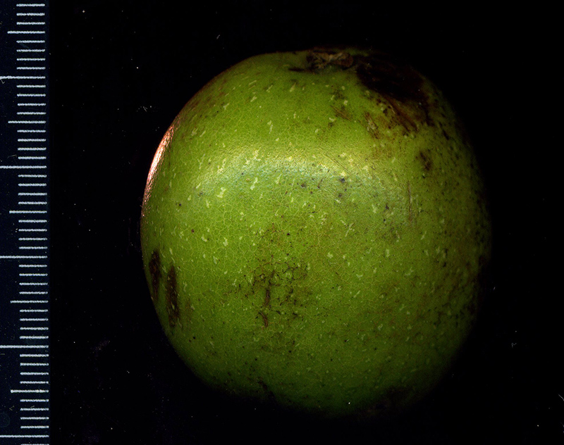 Image of Juglans regia specimen.