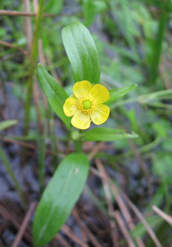 Изображение особи Ranunculus flammula.