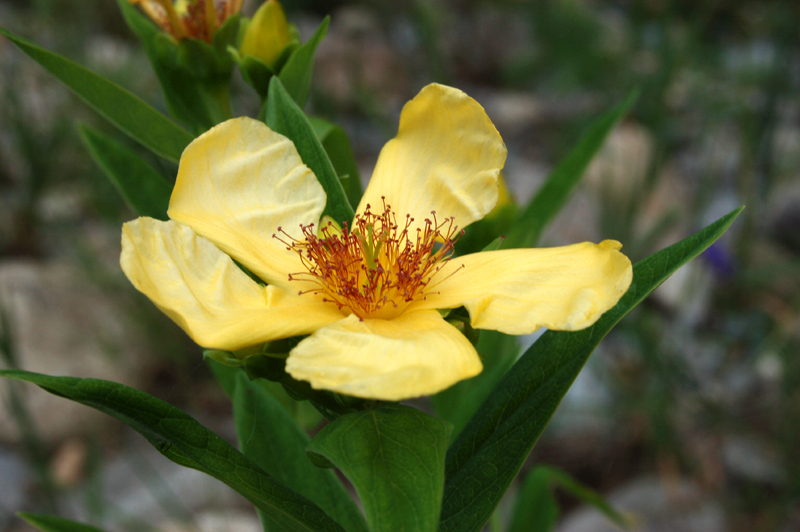 Image of Hypericum ascyron specimen.