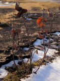 Betula pendula. Молодые растения с осенней окраской листьев на замшелой крыше. Республика Татарстан, г. Бавлы. 13.11.2009.