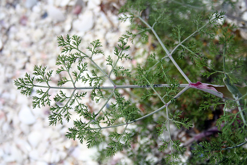 Изображение особи Astrodaucus littoralis.