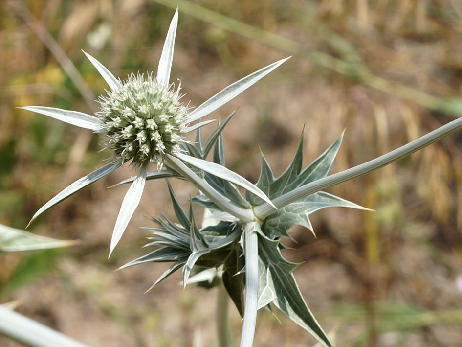 Image of Eryngium macrocalyx specimen.