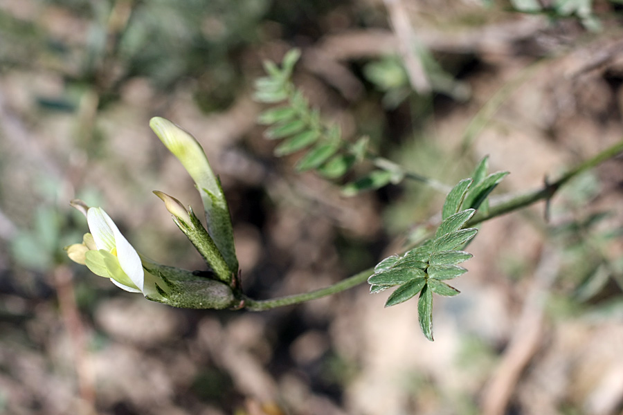 Изображение особи Astragalus macrotropis.