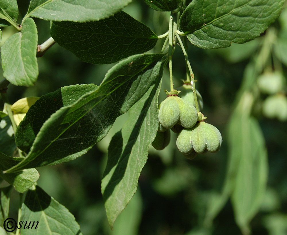 Изображение особи Euonymus europaeus.