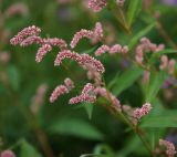 Persicaria lapathifolia. Верхушки цветущих растений. Московская обл., Раменский р-н, окр. ж.-д. платформы Хрипань, залежь, противопожарная канава. 31.07.2015.