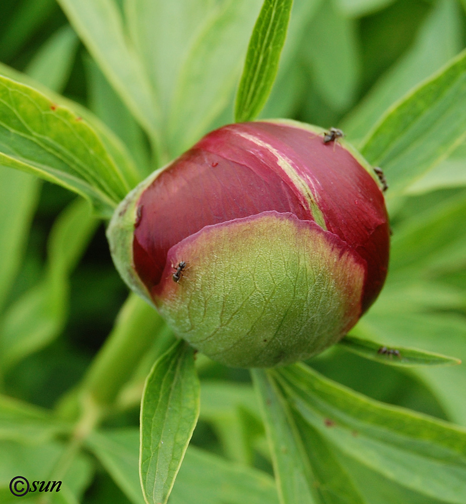 Image of Paeonia lactiflora specimen.