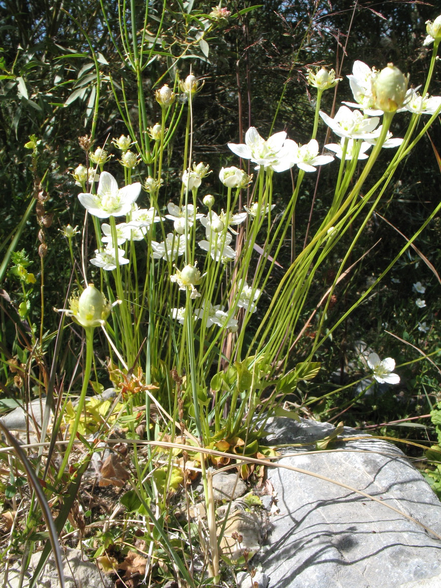 Изображение особи Parnassia palustris.