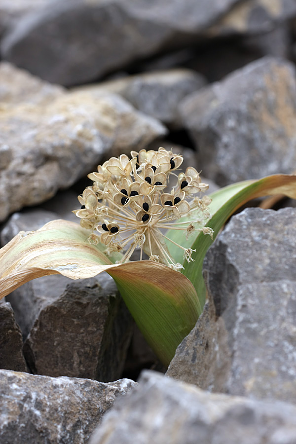 Image of Allium karataviense specimen.