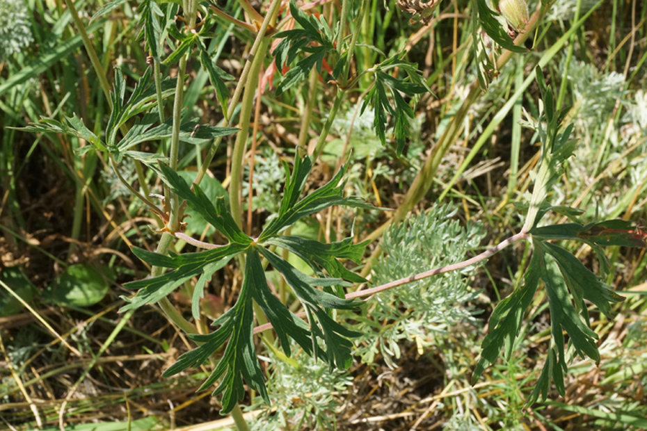 Image of Geranium affine specimen.