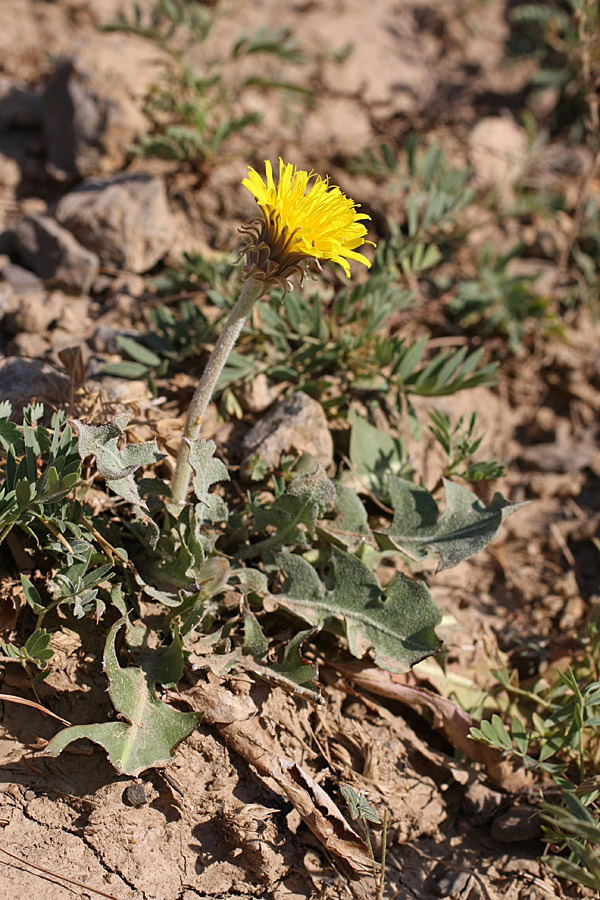 Изображение особи Taraxacum turcomanicum.