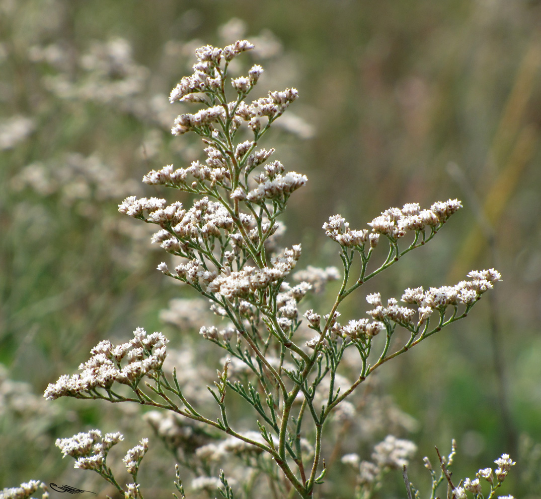 Image of Limonium coralloides specimen.