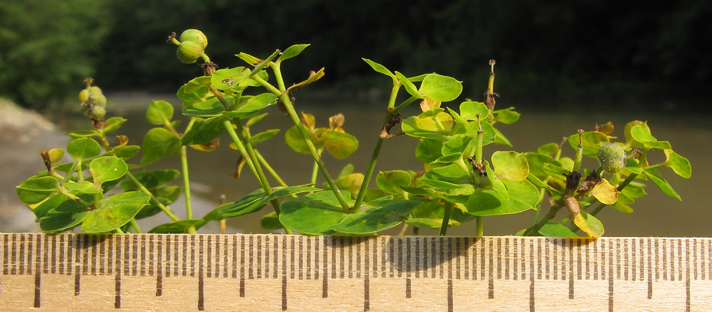 Image of Euphorbia virgata specimen.