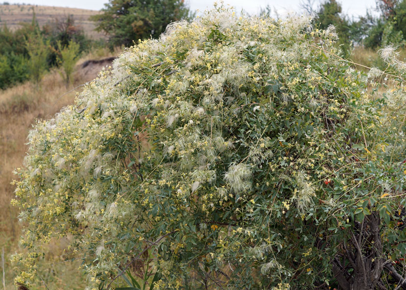 Image of Clematis orientalis specimen.