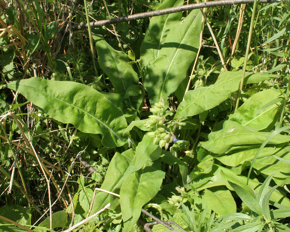 Изображение особи Pulmonaria mollis.