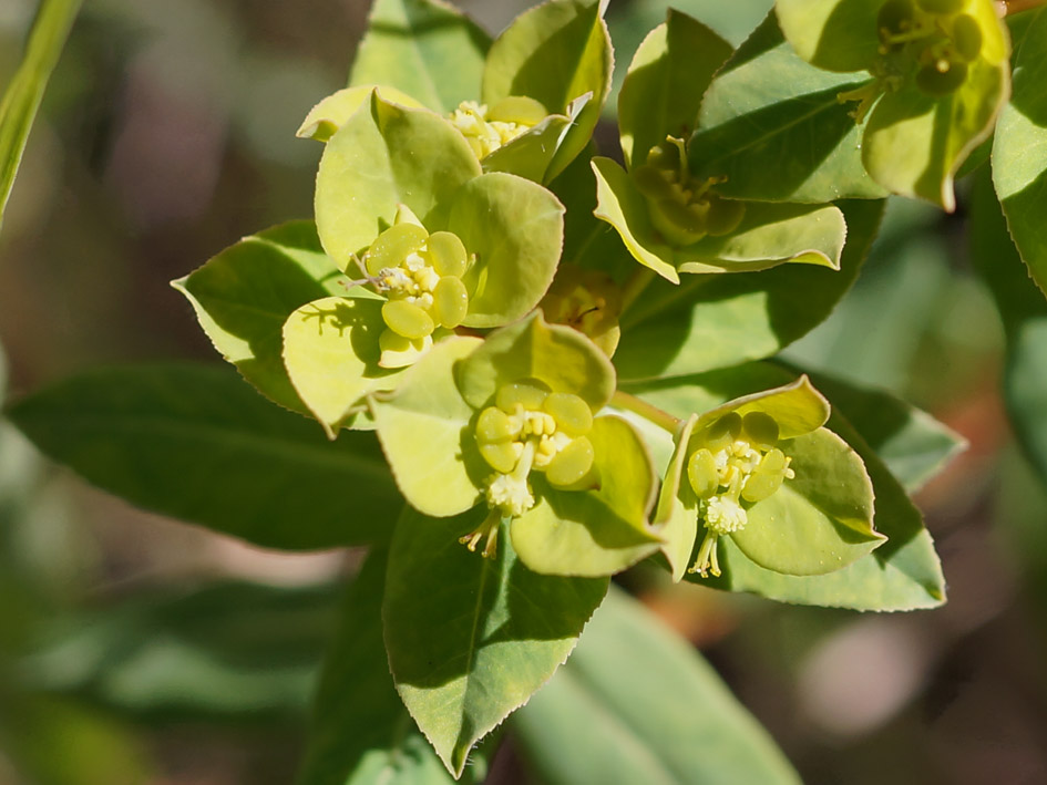 Изображение особи Euphorbia alatavica.