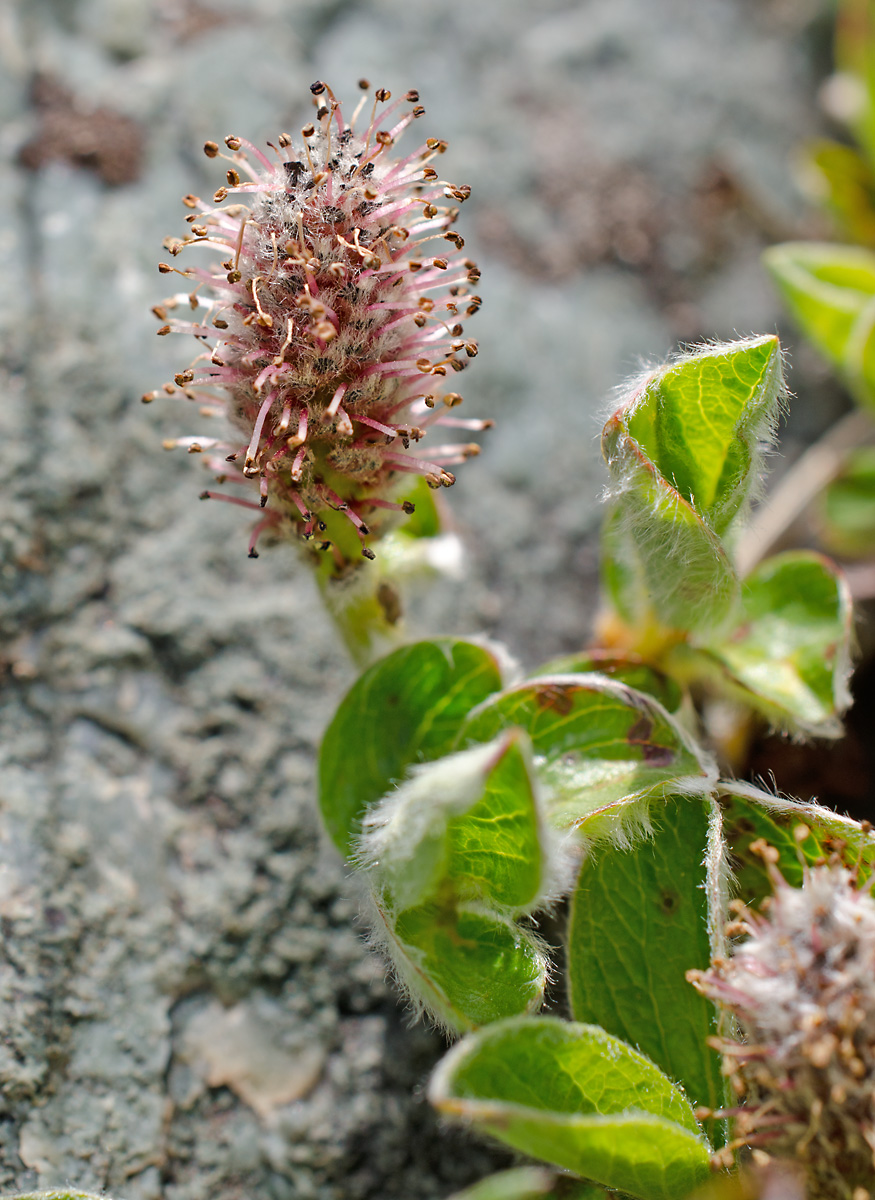 Изображение особи Salix saxatilis.