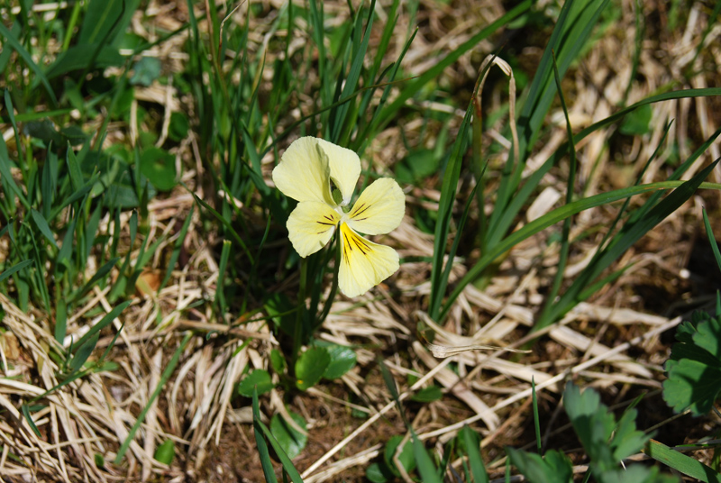 Image of Viola altaica specimen.