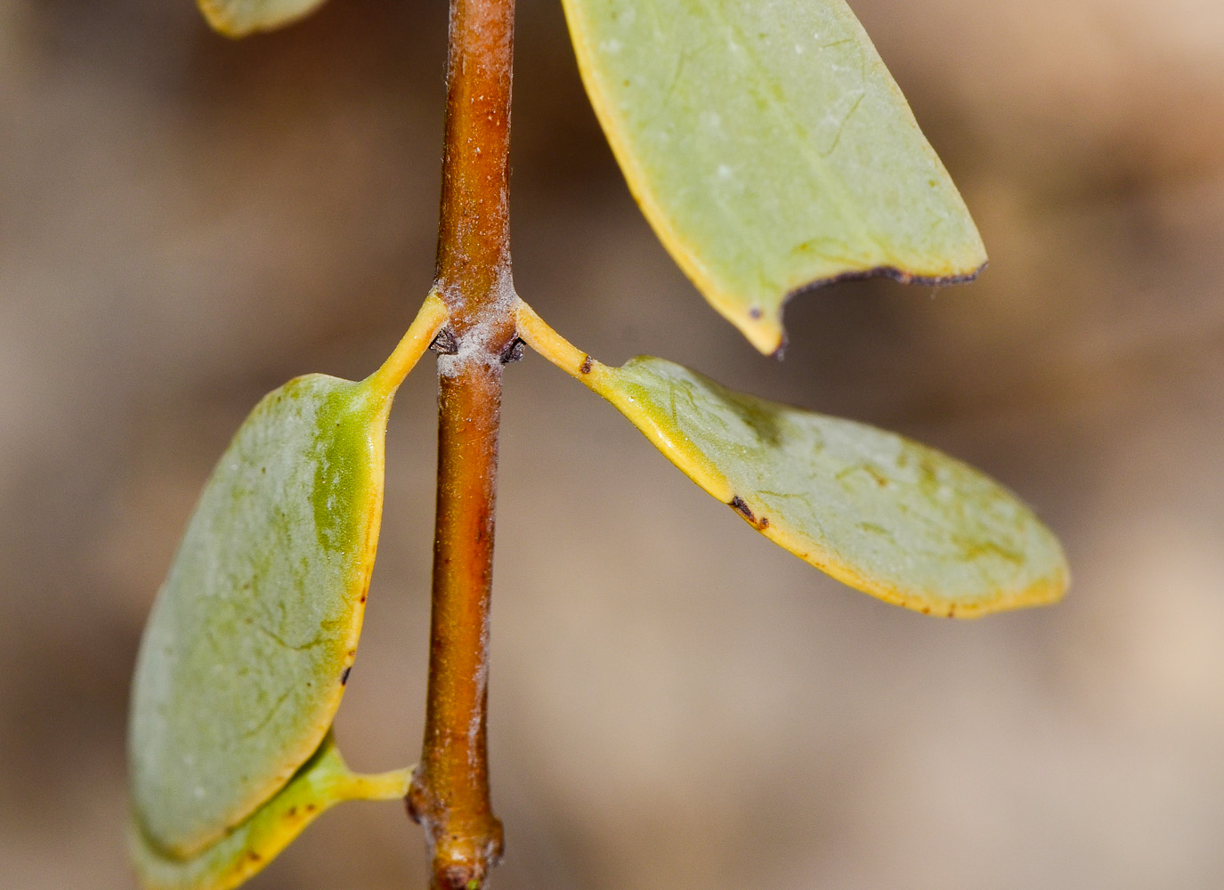 Изображение особи Plicosepalus acaciae.