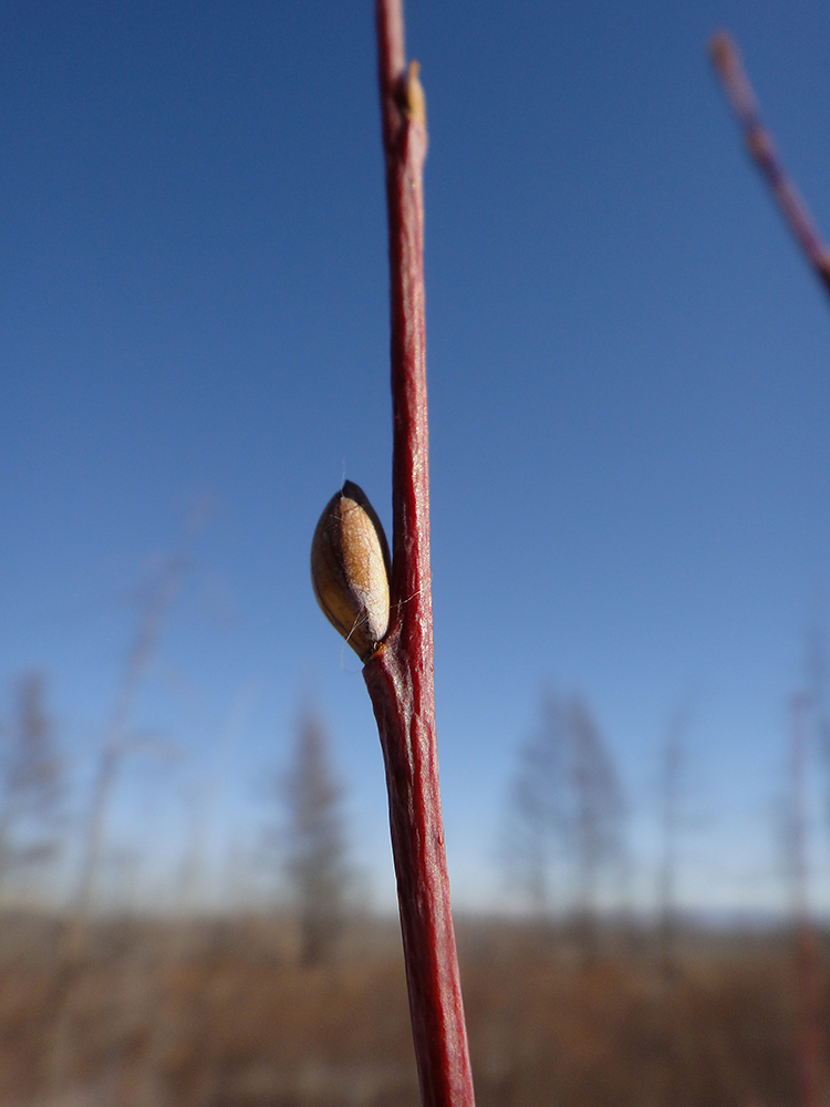 Изображение особи Salix rorida.