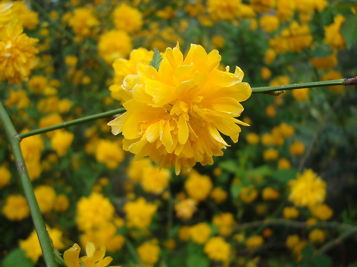 Image of Kerria japonica var. pleniflora specimen.